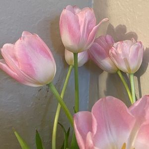 Meet your Posher, Annette